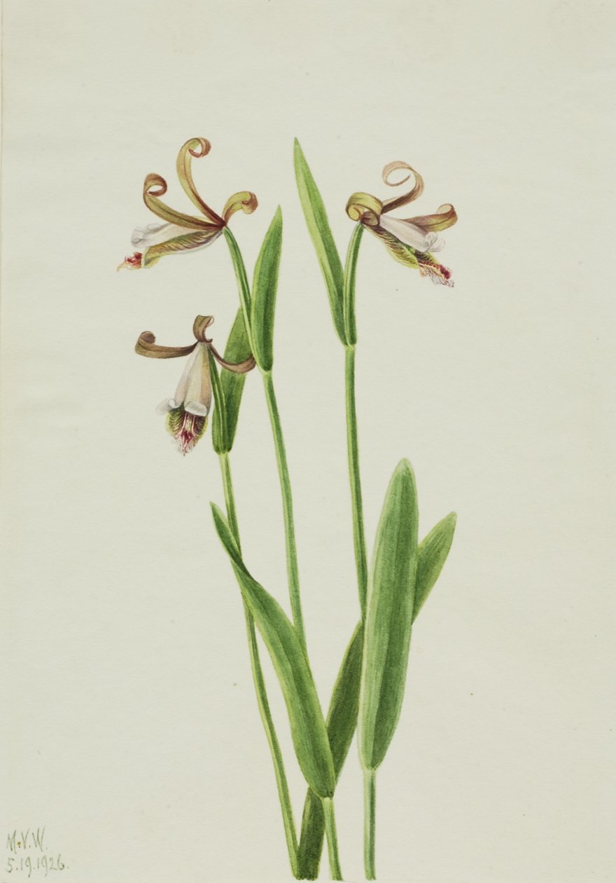 Pogonia divaricata (Pogonia divaricata) - Mary Vaux Walcott