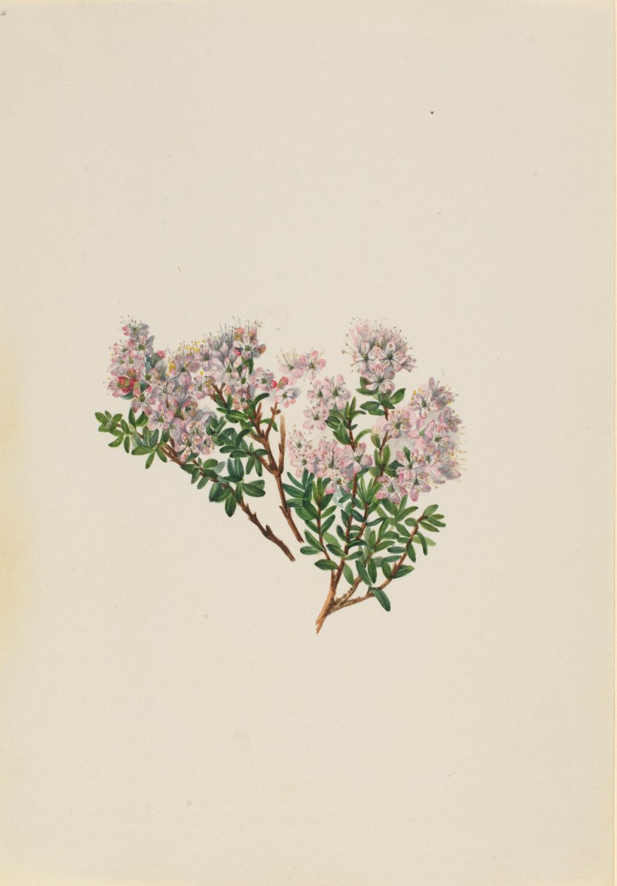 Myrte des sables (Leiophyllum lyoni) - Mary Vaux Walcott