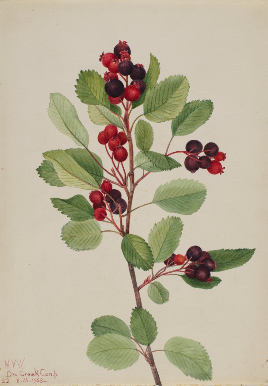 Amélanchier (Amelanchier alnifolia) - Mary Vaux Walcott
