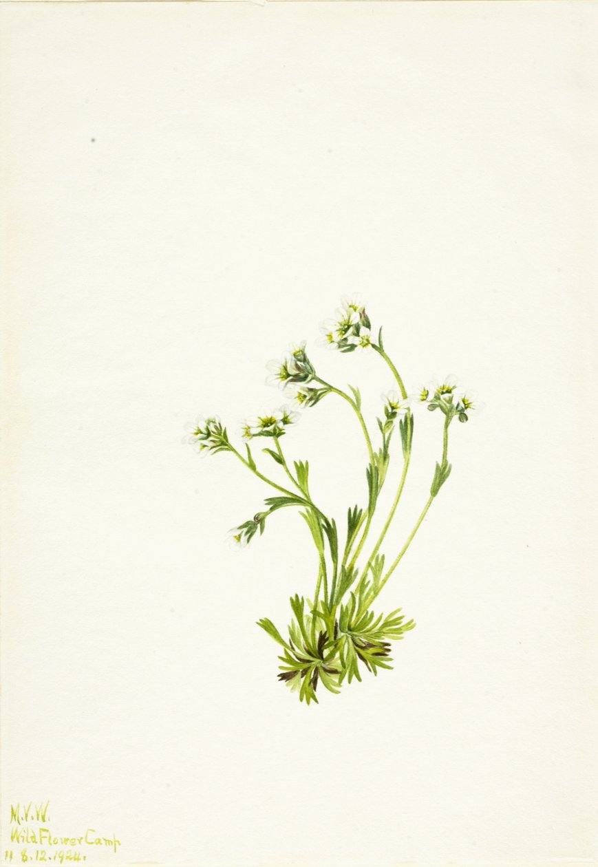 Saxifrage Saxifraga caespitosa - Mary Vaux Walcott