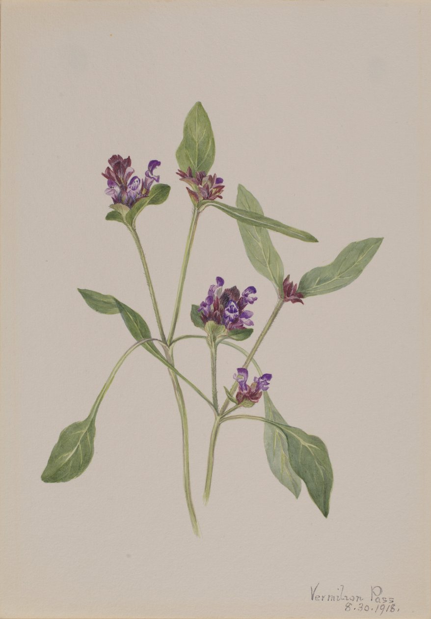 Auto-guérison (Prunella vulgaris) - Mary Vaux Walcott