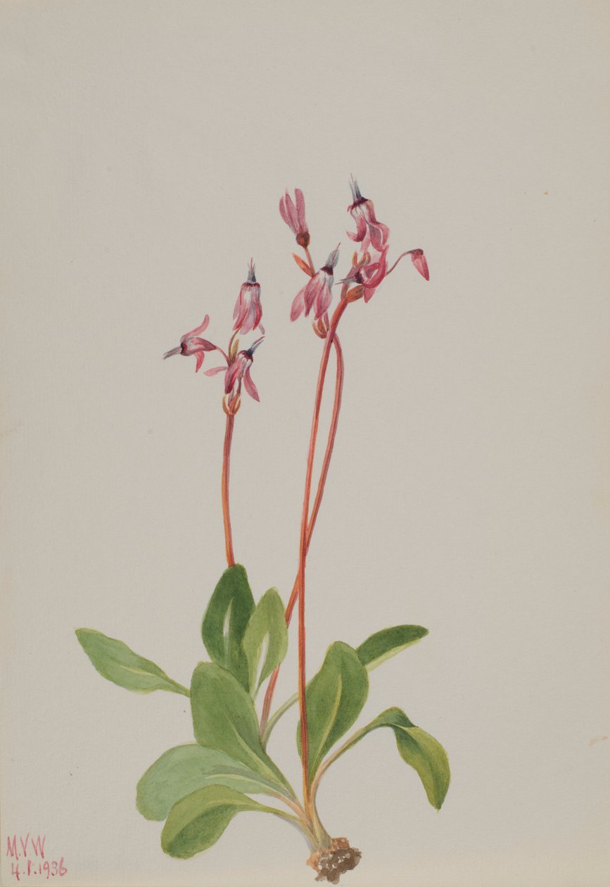 Étoile filante (Dodecatheon hendersonii) - Mary Vaux Walcott