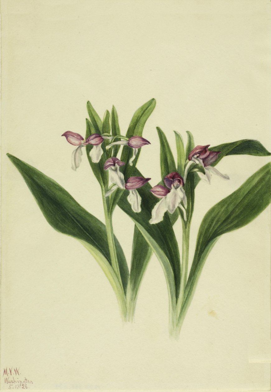 Orchis spectabilis, 1926 - Mary Vaux Walcott