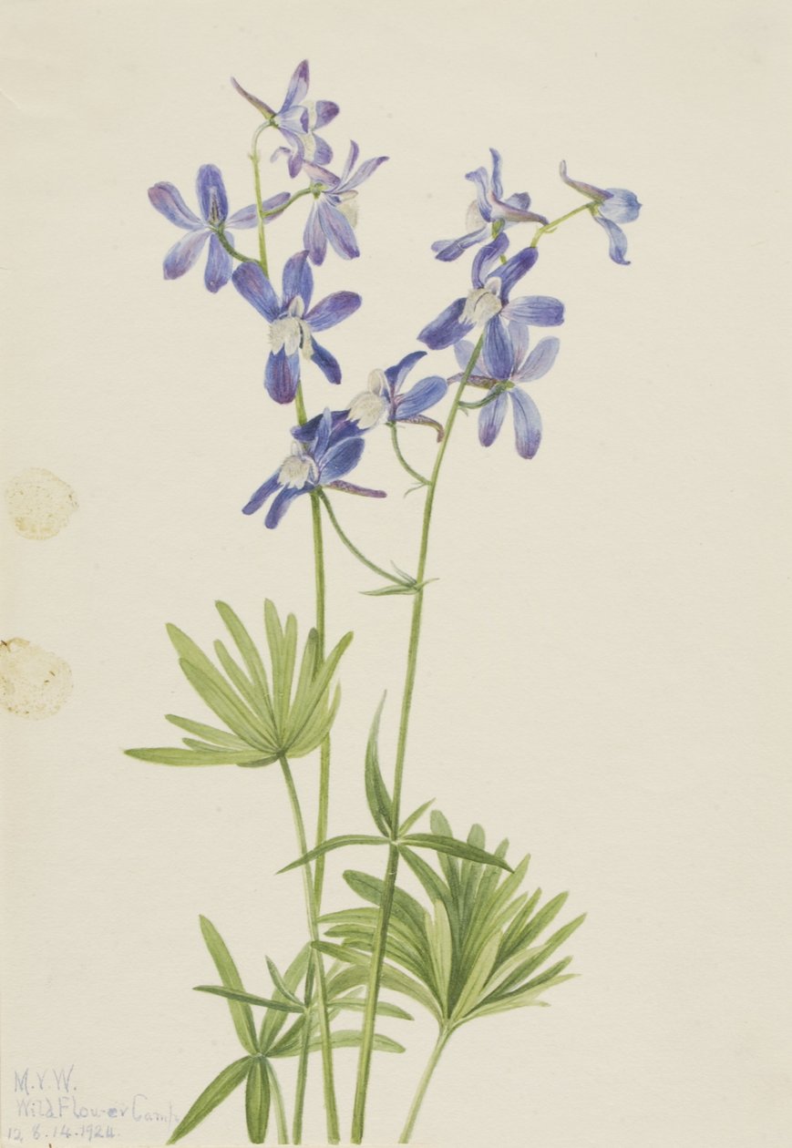 Slim Larkspur (Delphinium depauperatum) - Mary Vaux Walcott