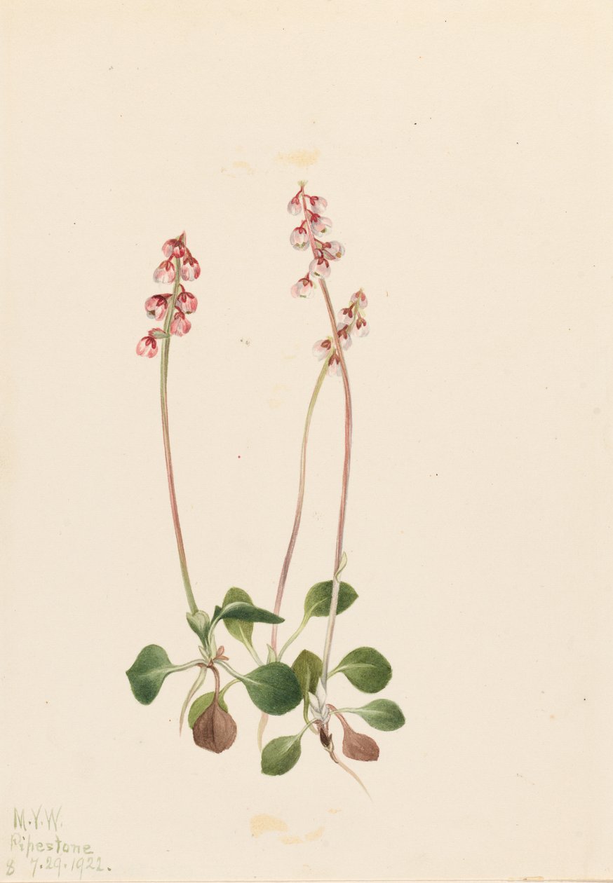 Pyrola mineur (Pyrola minor) - Mary Vaux Walcott