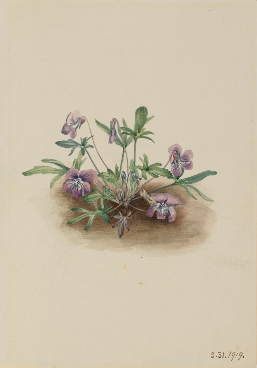 Violette de la côte sud (Viola septemloba) - Mary Vaux Walcott