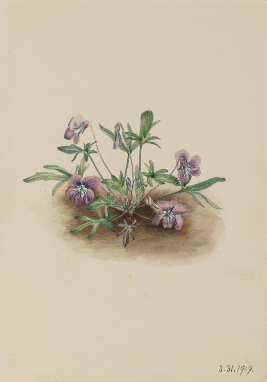 Violette de la côte sud Viola septemloba, 1919 - Mary Vaux Walcott