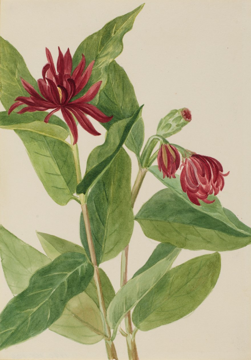 Calycanthus occidental (Cicebush) - Mary Vaux Walcott