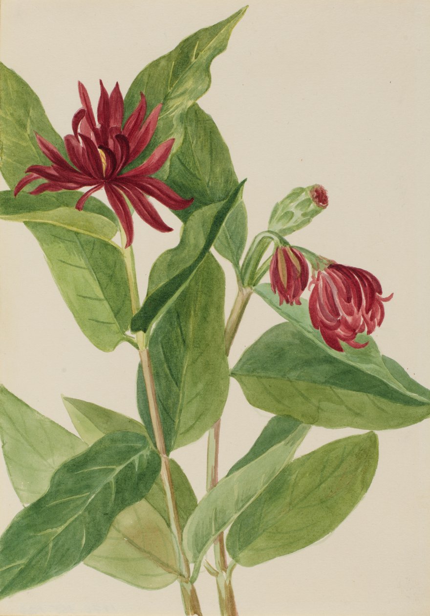 Spicebush Calycanthus occidentalis, début des années 1930 - Mary Vaux Walcott