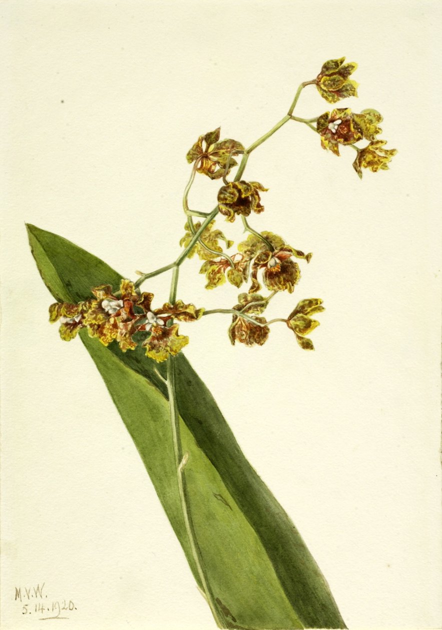 Cyrtopodium tacheté Cyrtopodium punctatum - Mary Vaux Walcott