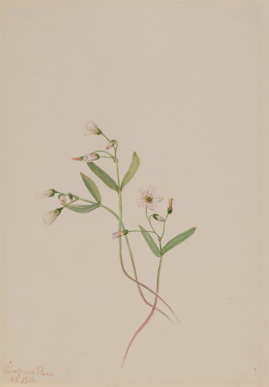 Belle de printemps (Claytonia lanceolata) - Mary Vaux Walcott