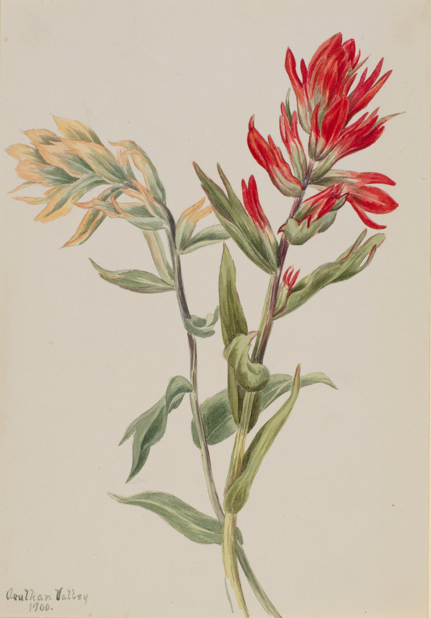 Stachys palustria - Mary Vaux Walcott