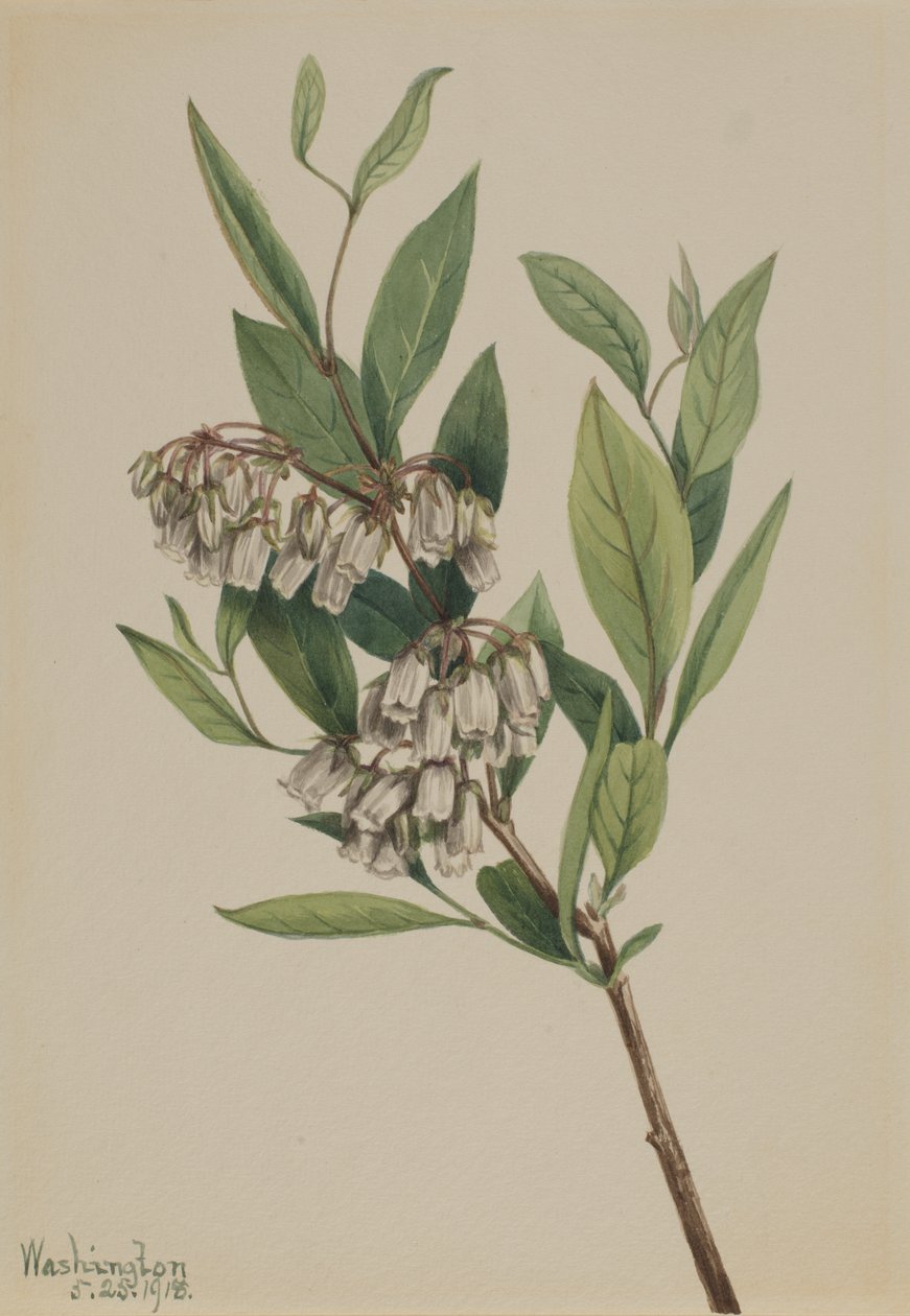 Andromède Pieris mariana - Mary Vaux Walcott