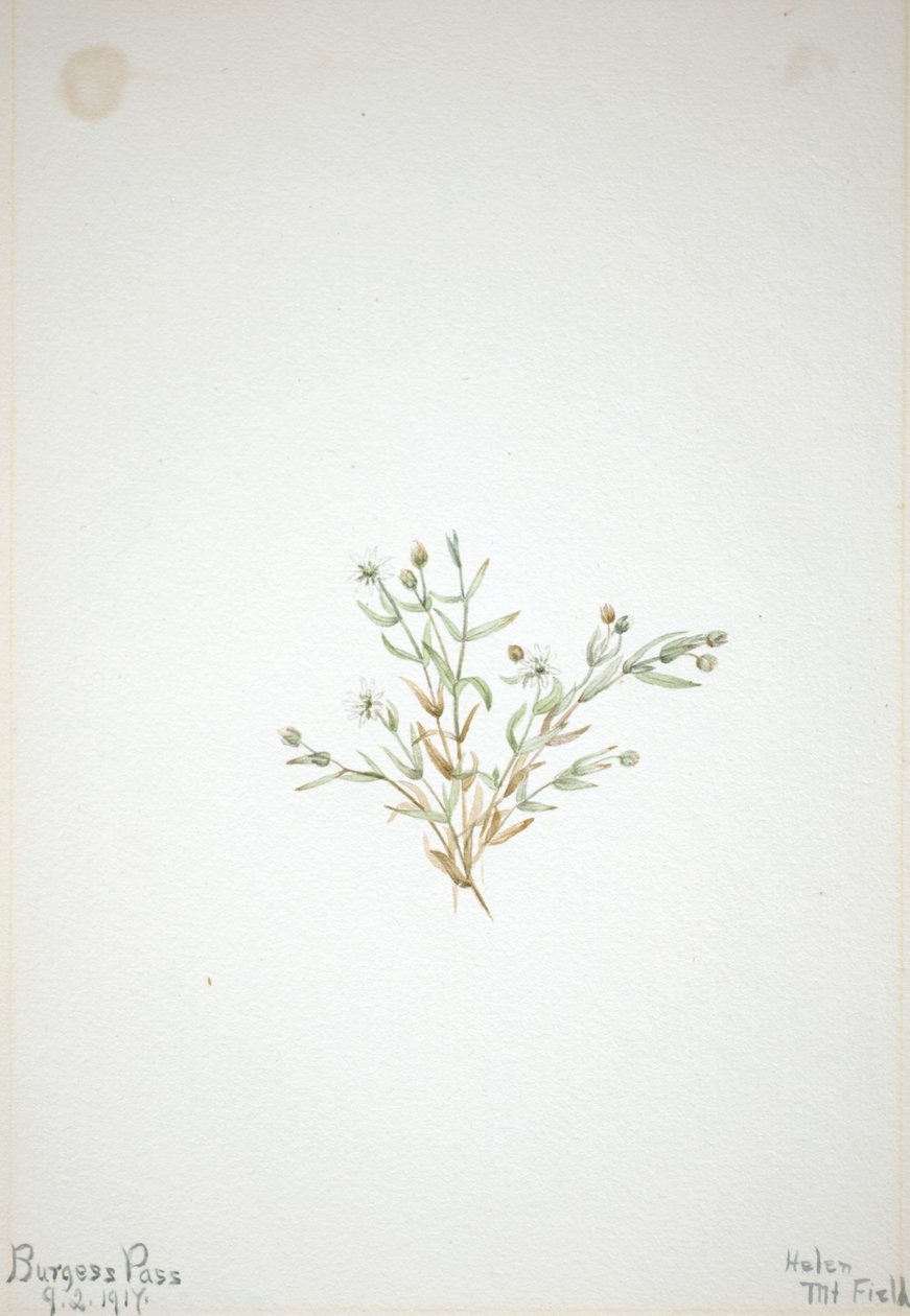 Stelleria leata - Mary Vaux Walcott