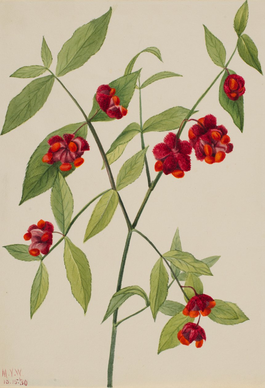 Buisson de fraises - "Hearts Bustin