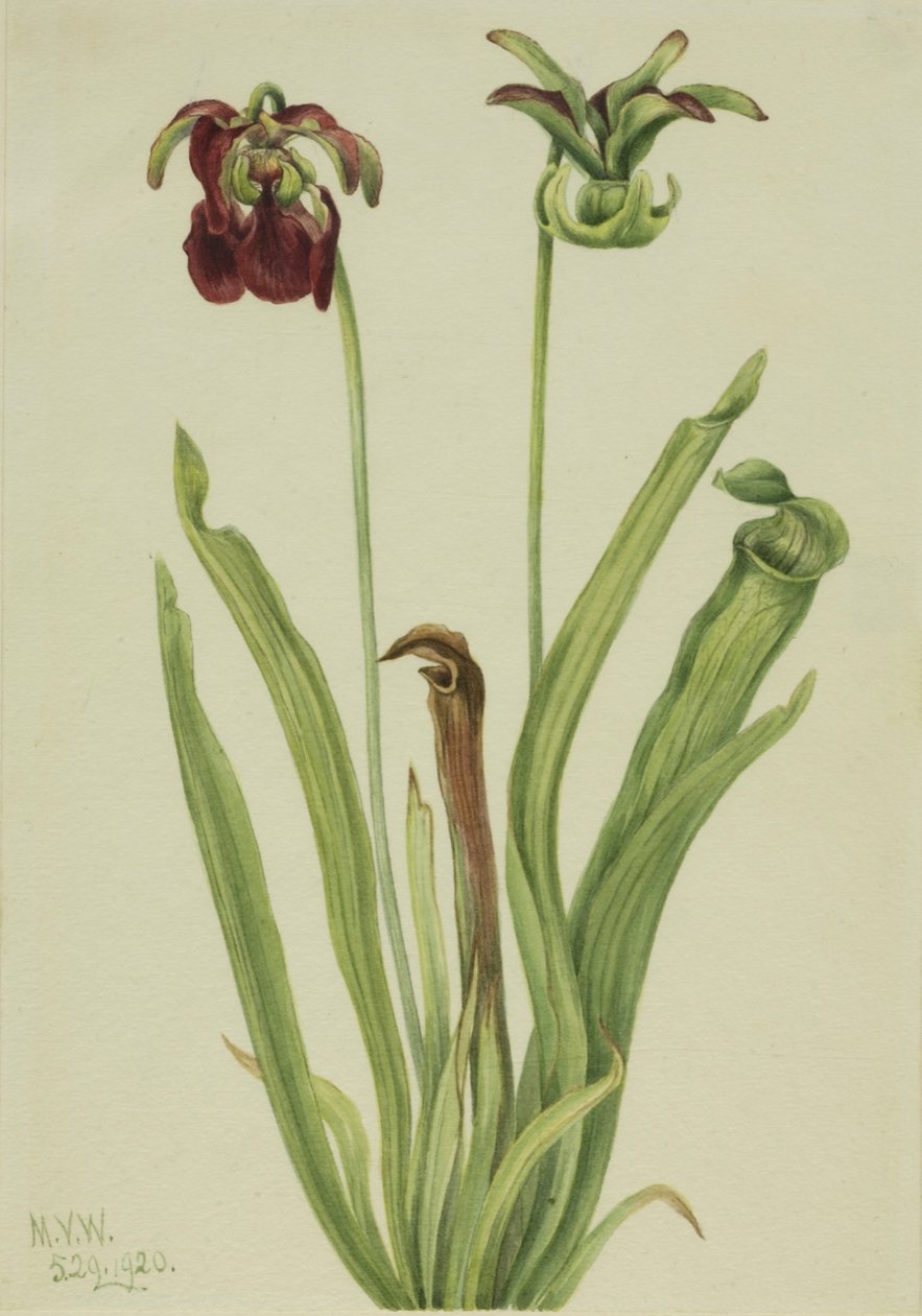 Sarracénie pourpre (Sarracenia rubra) - Mary Vaux Walcott