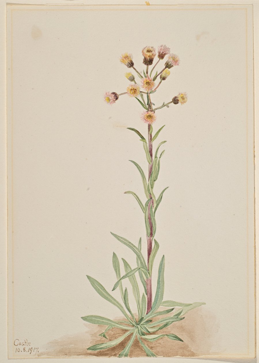 Vergerette (Erigeron acris) - Mary Vaux Walcott