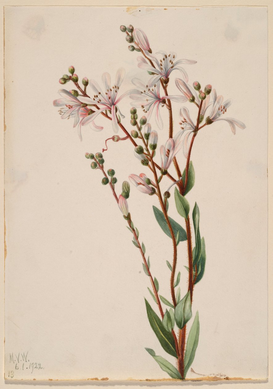 Tournesol (Befaria racemosa) - Mary Vaux Walcott