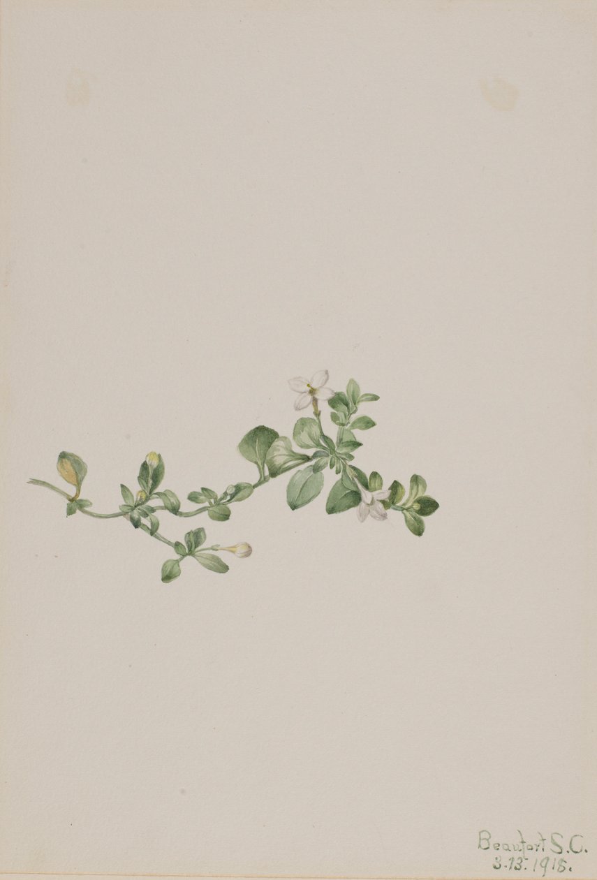 Houstonia procumbens (Houstonia procumbens) - Mary Vaux Walcott