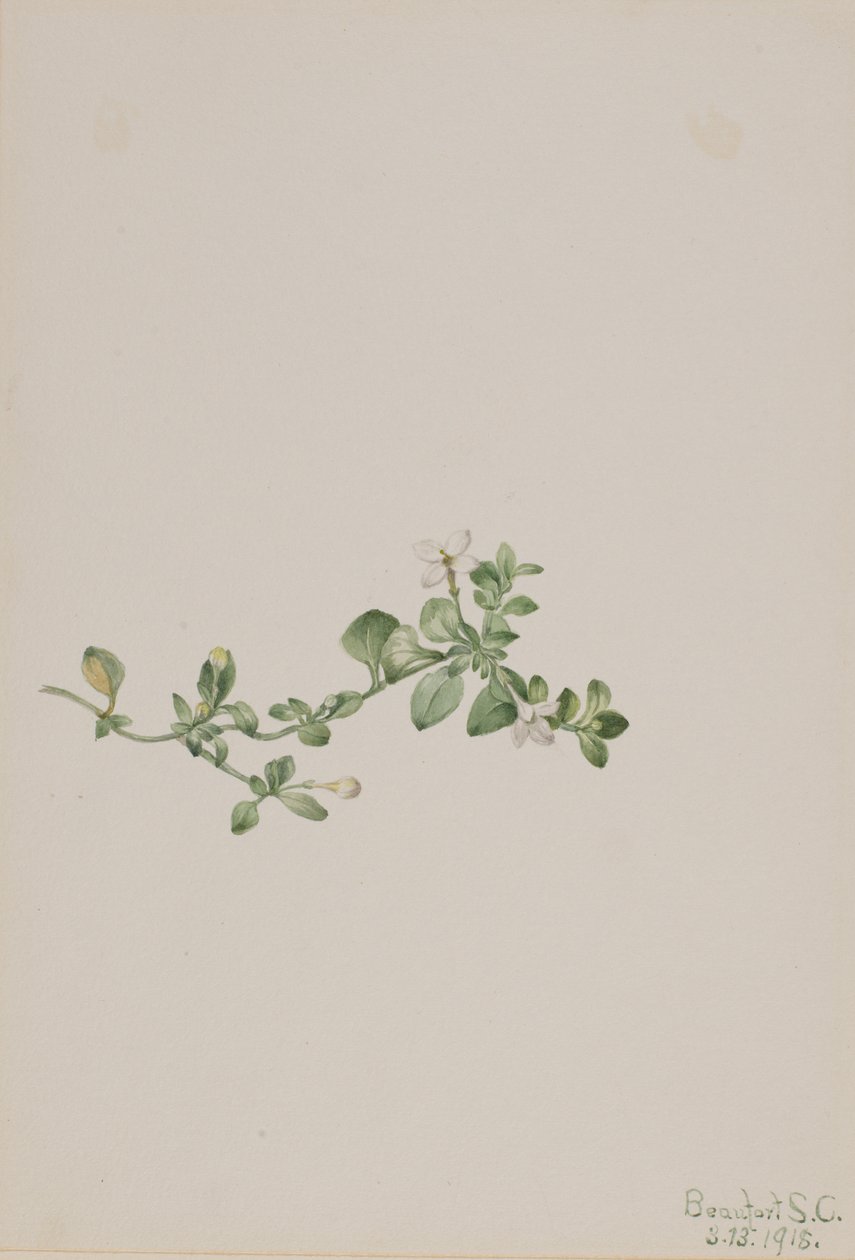 Houstonia procumbens - Mary Vaux Walcott