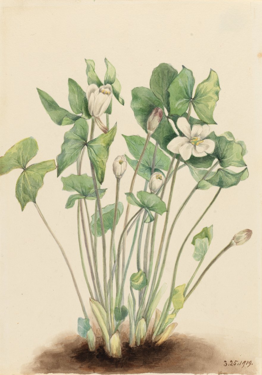Feuille jumelle (Jeffersonia diphylla) - Mary Vaux Walcott