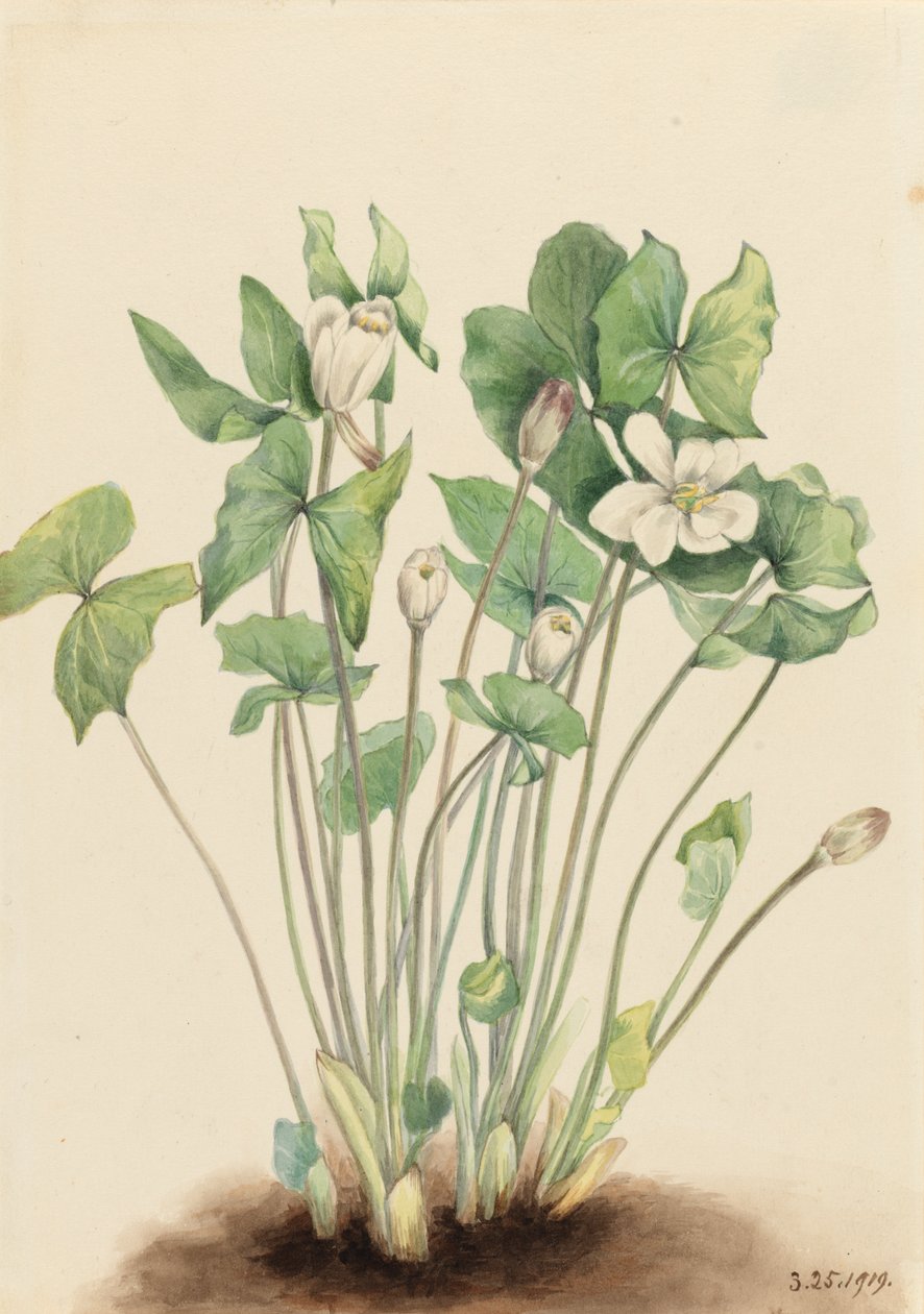 Jeffersonia diphylla - Mary Vaux Walcott