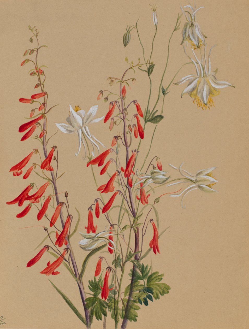 Sans titre--Étude de fleurs - Mary Vaux Walcott