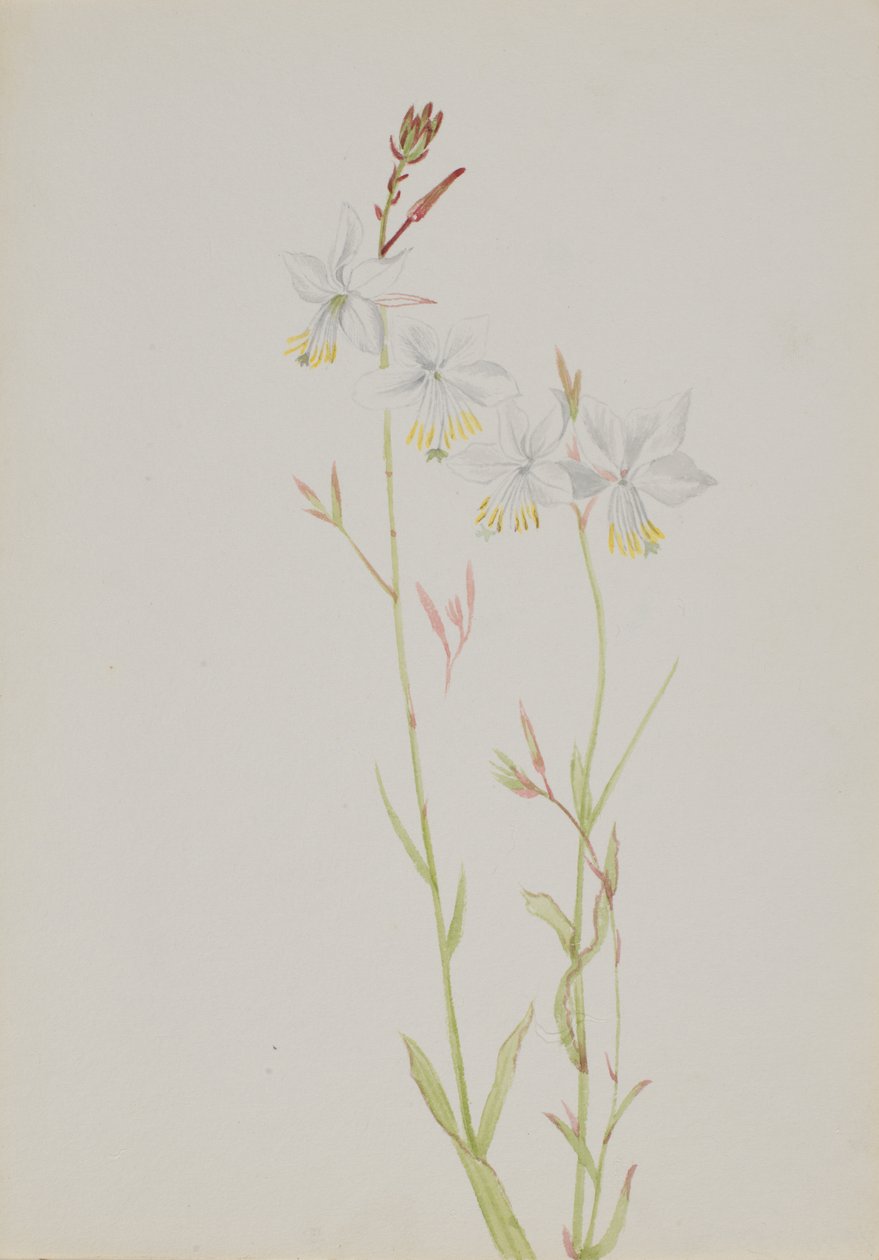 Sans titre--Étude de fleurs, n.d. - Mary Vaux Walcott