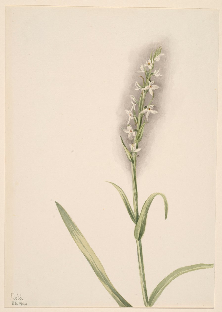 Sans titre - Étude de plantes - Mary Vaux Walcott