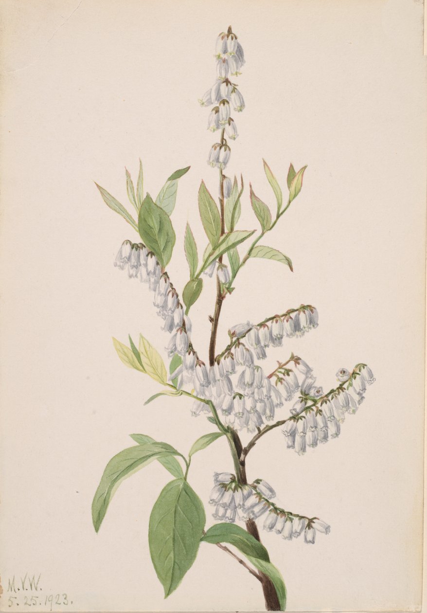 Sans titre - Étude de plantes - Mary Vaux Walcott