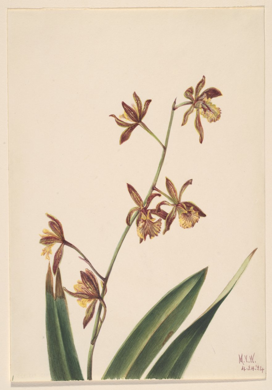 Sans titre (étude de fleur) - Mary Vaux Walcott