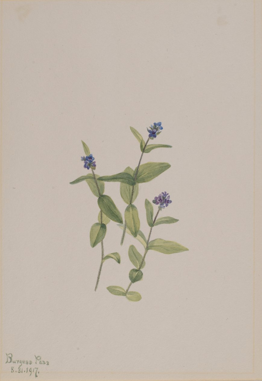 Veronica wormskjoldii - Mary Vaux Walcott