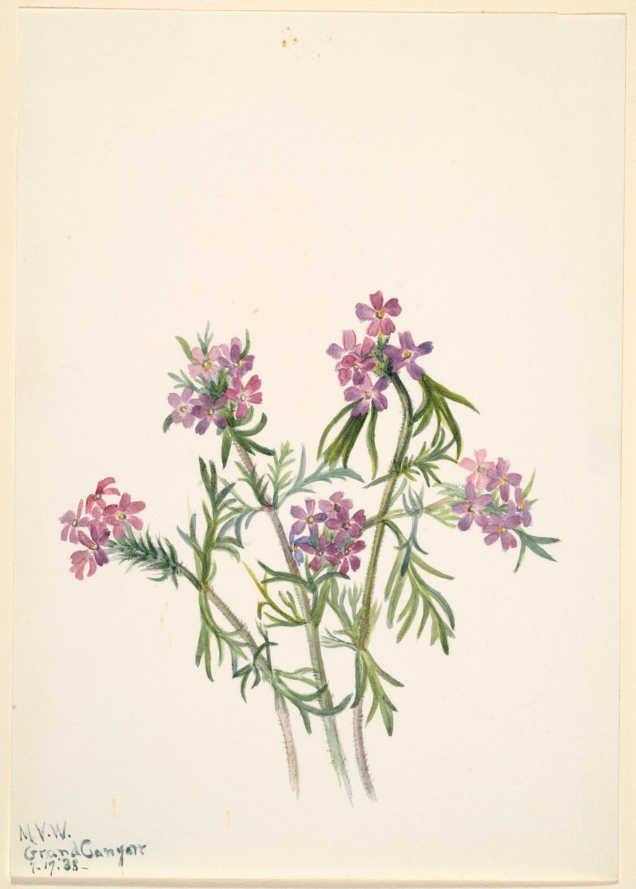 Verveine (Verbena wrightii) - Mary Vaux Walcott