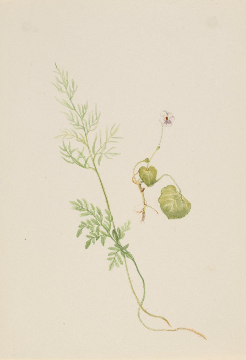 Viola palustris - Mary Vaux Walcott