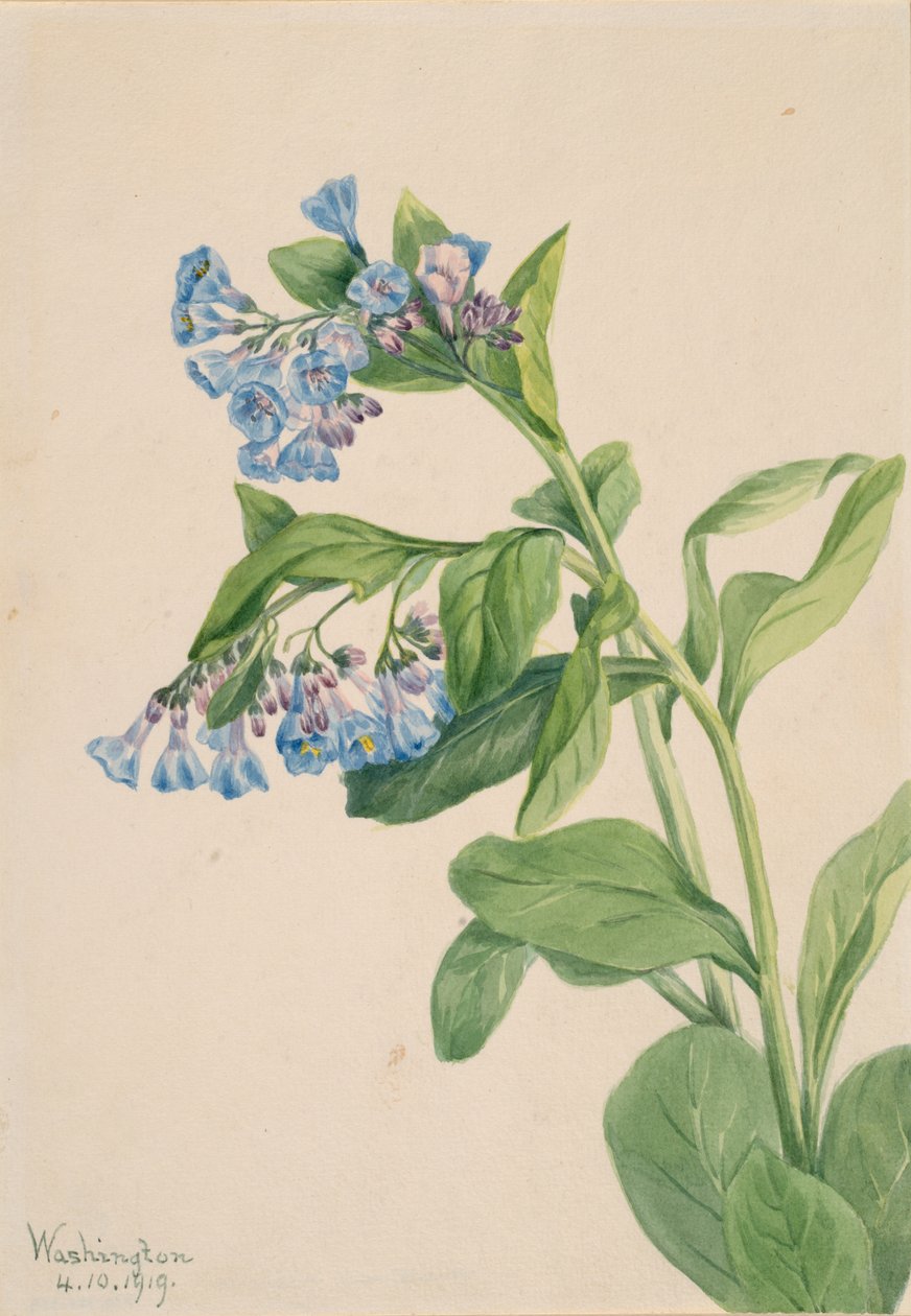 Mertensia virginica, 1919 - Mary Vaux Walcott
