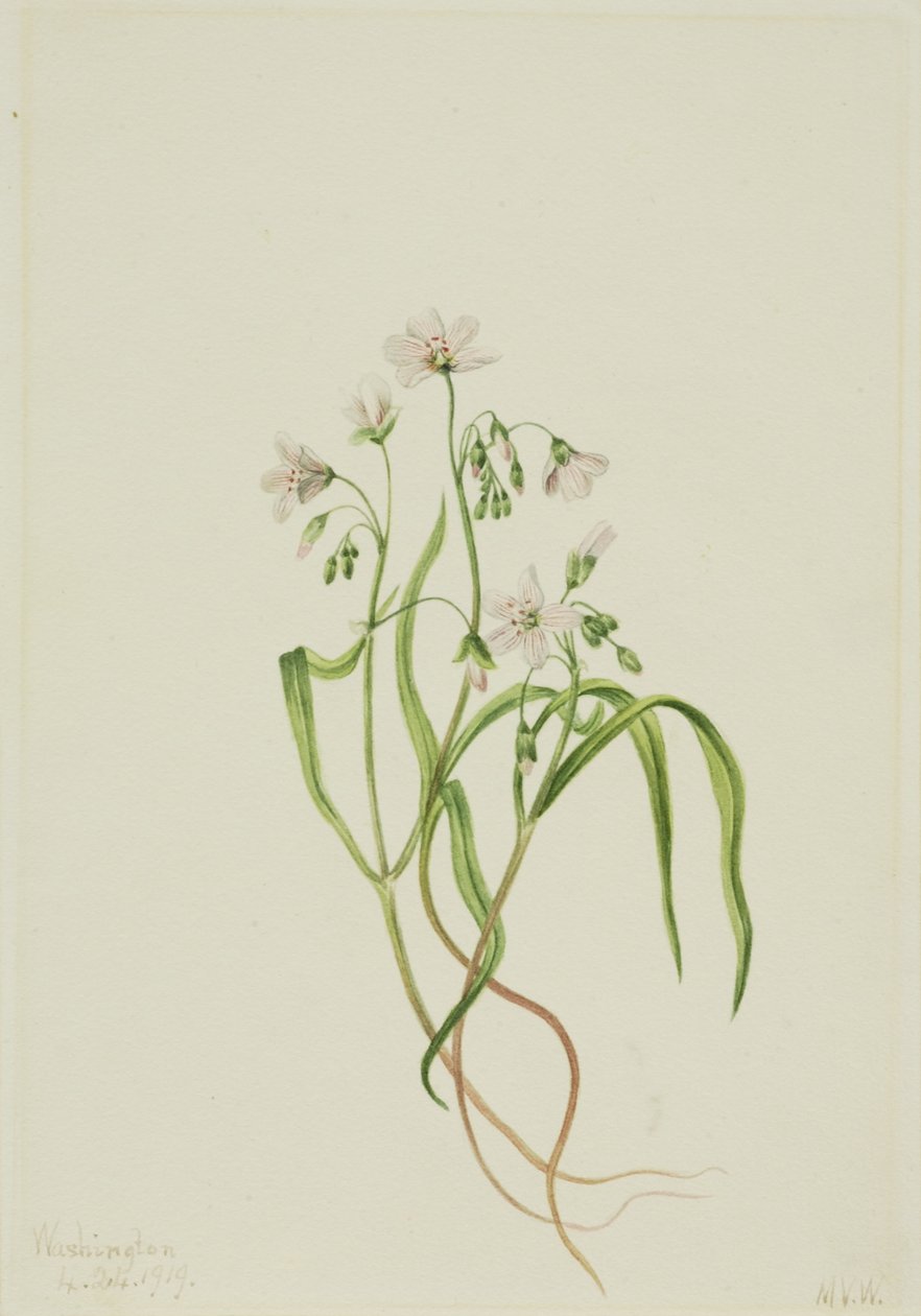Claytonie de Virginie (Claytonia virginica) - Mary Vaux Walcott
