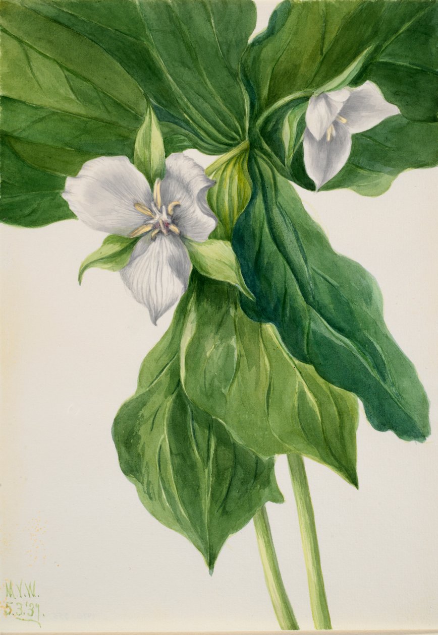Wake-Robin Trillium simile | Mary Vaux Walcott
