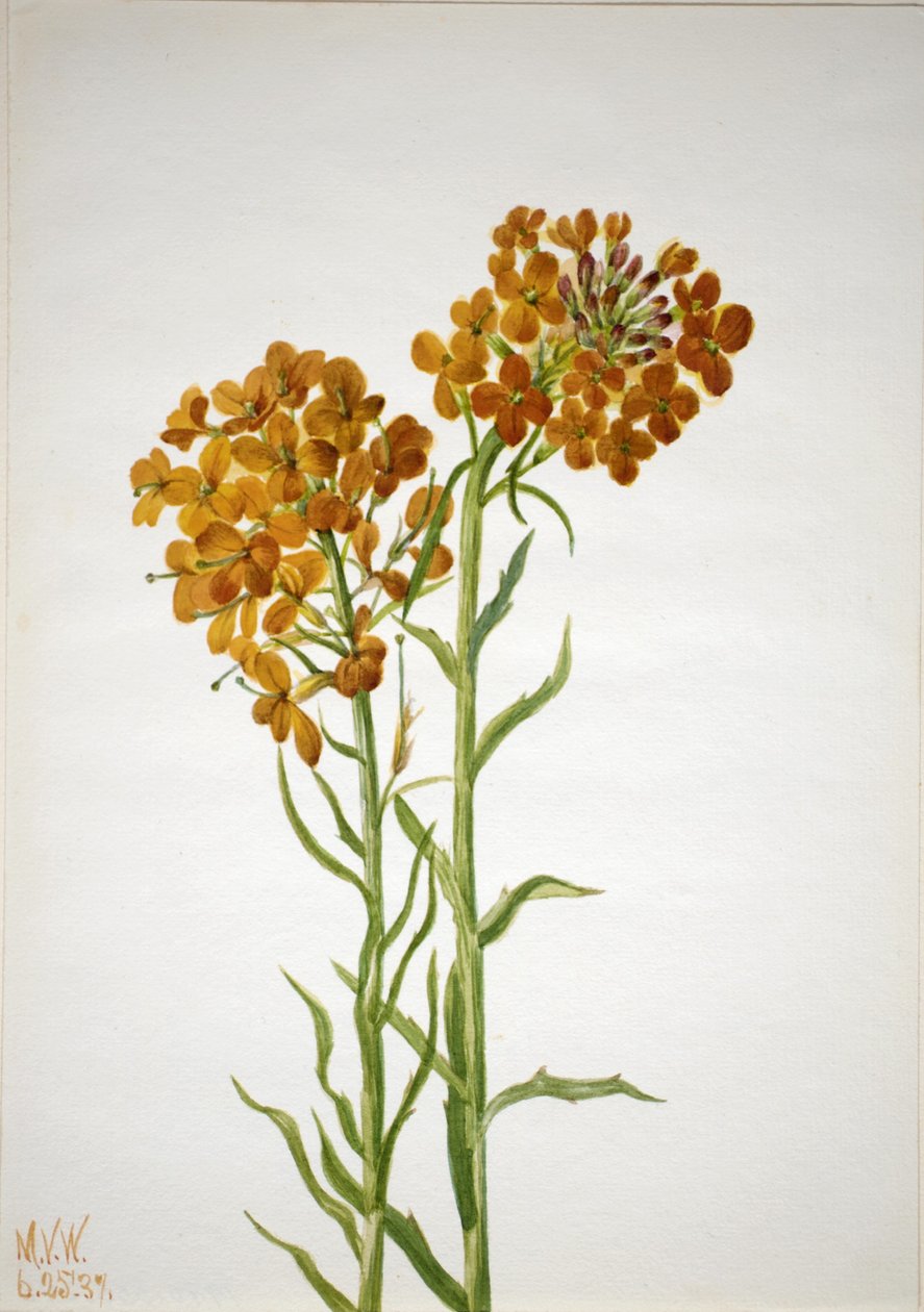 Tournesol (Erysimum wheeleri) - Mary Vaux Walcott