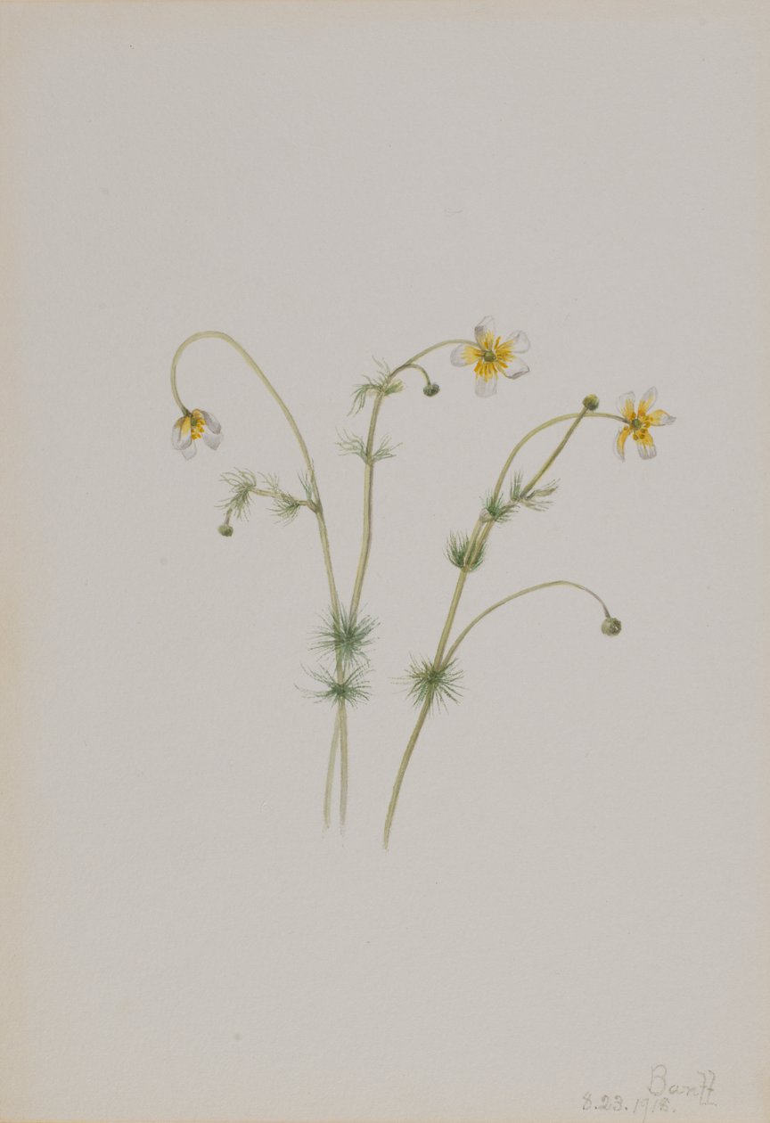 Renoncule aquatique Batrachium trichophyllum, 1918 - Mary Vaux Walcott