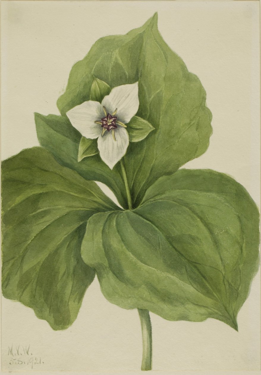 Wax Trillium (album de Trillium) - Mary Vaux Walcott