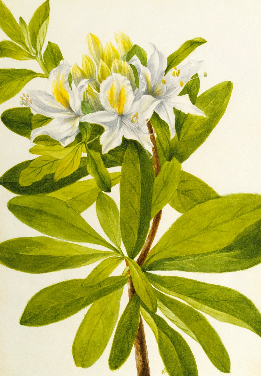 Azalée occidentale (Rhododendron occidentale) - Mary Vaux Walcott