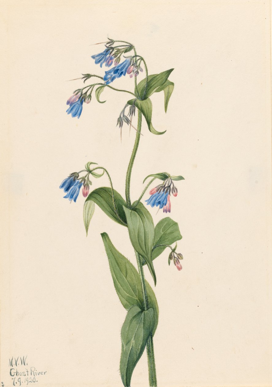 Jacinthes des bois occidentales Mertensia paniculata - Mary Vaux Walcott
