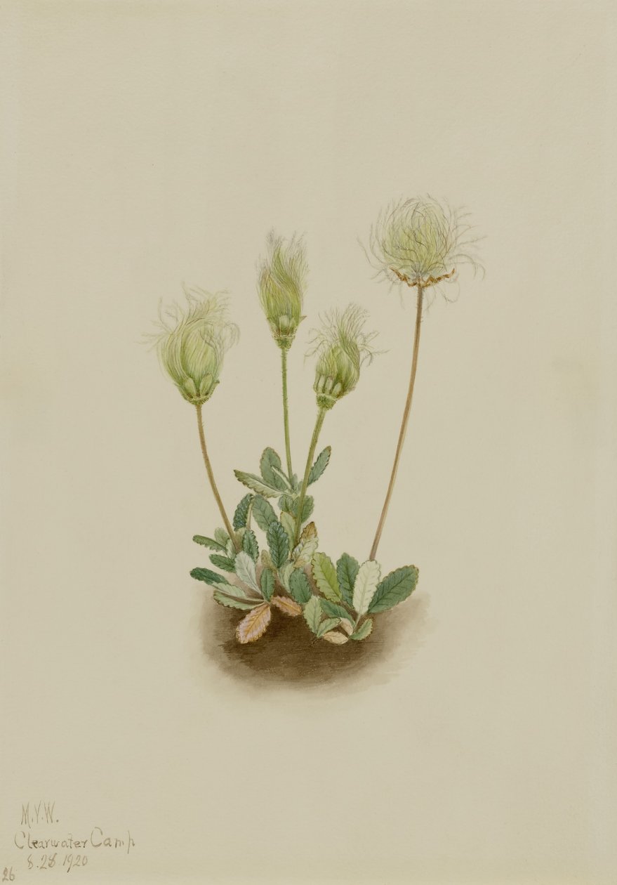 Dryade blanche (Dryas octopetala) - Mary Vaux Walcott