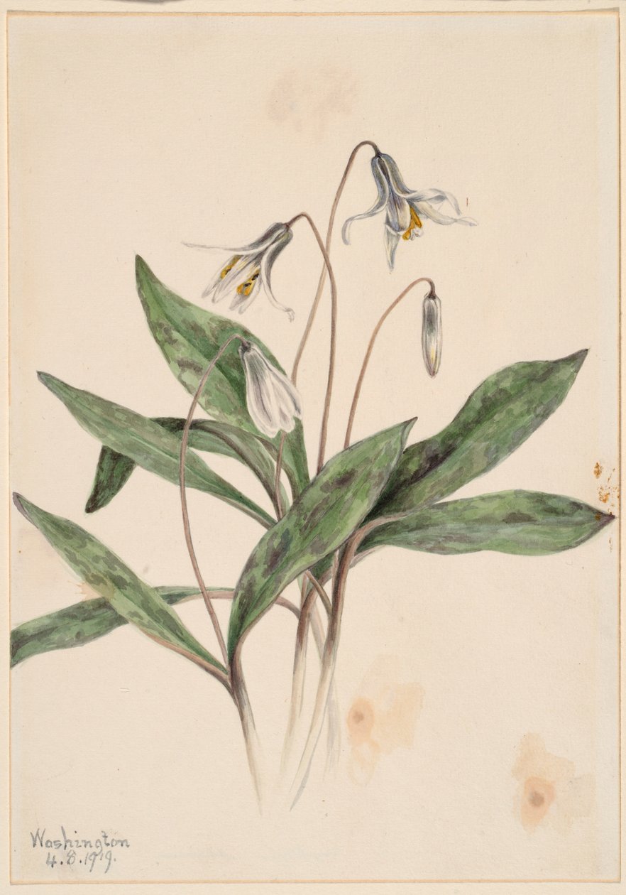 Truite blanche (Erythronium albidum) - Mary Vaux Walcott