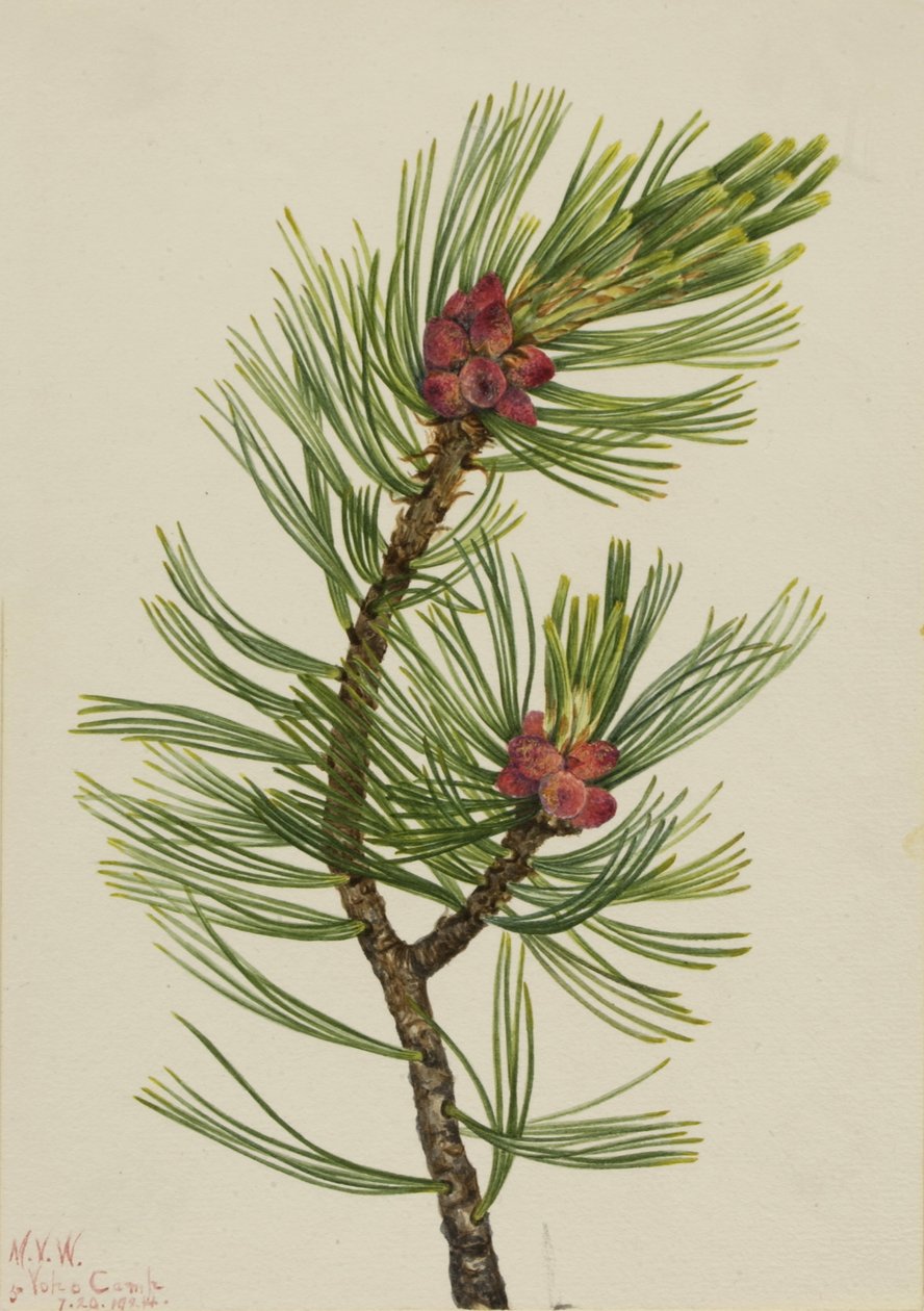 Pin à écorce blanche (Pinus albicaulis) - Mary Vaux Walcott