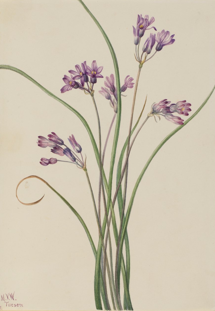Jacinthe sauvage (Brodiaea pulchella) - Mary Vaux Walcott
