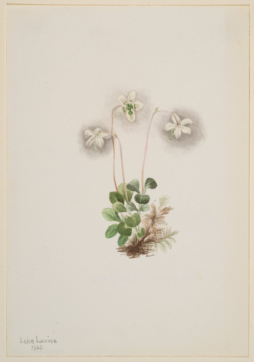 Dryade Moneses uniflora, 1902 - Mary Vaux Walcott