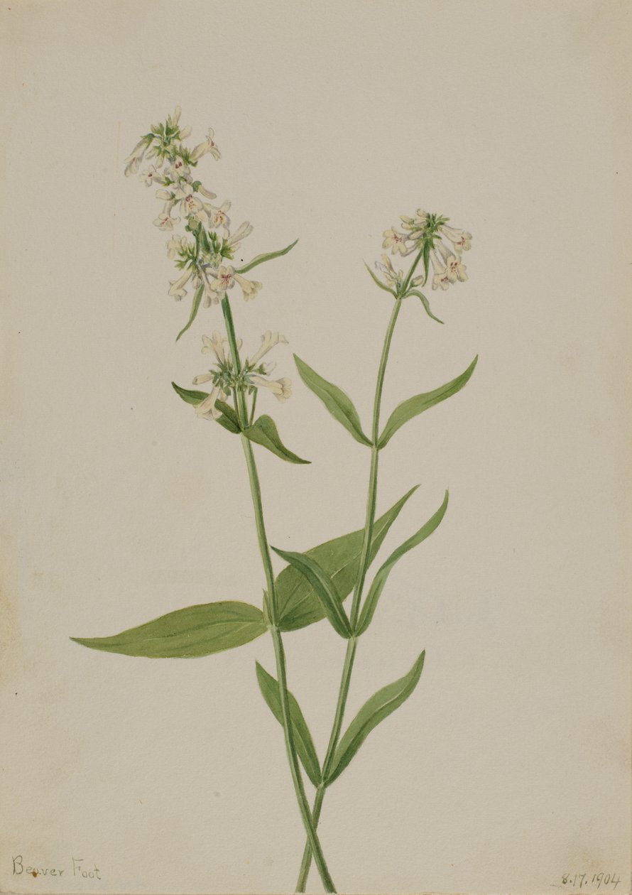 Pentstemon jaune, 1904 - Mary Vaux Walcott