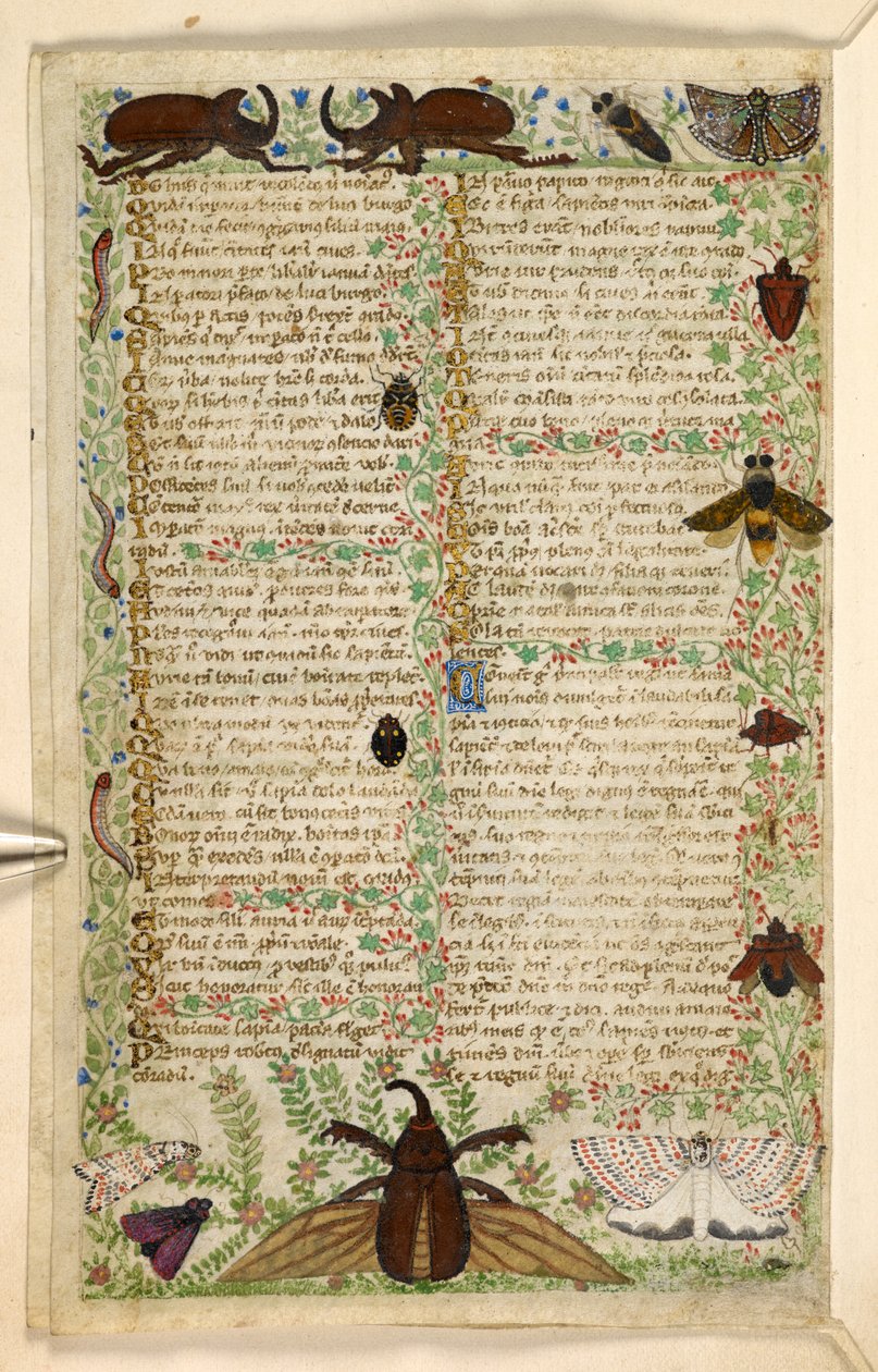 Papillons et coléoptères cornus, d