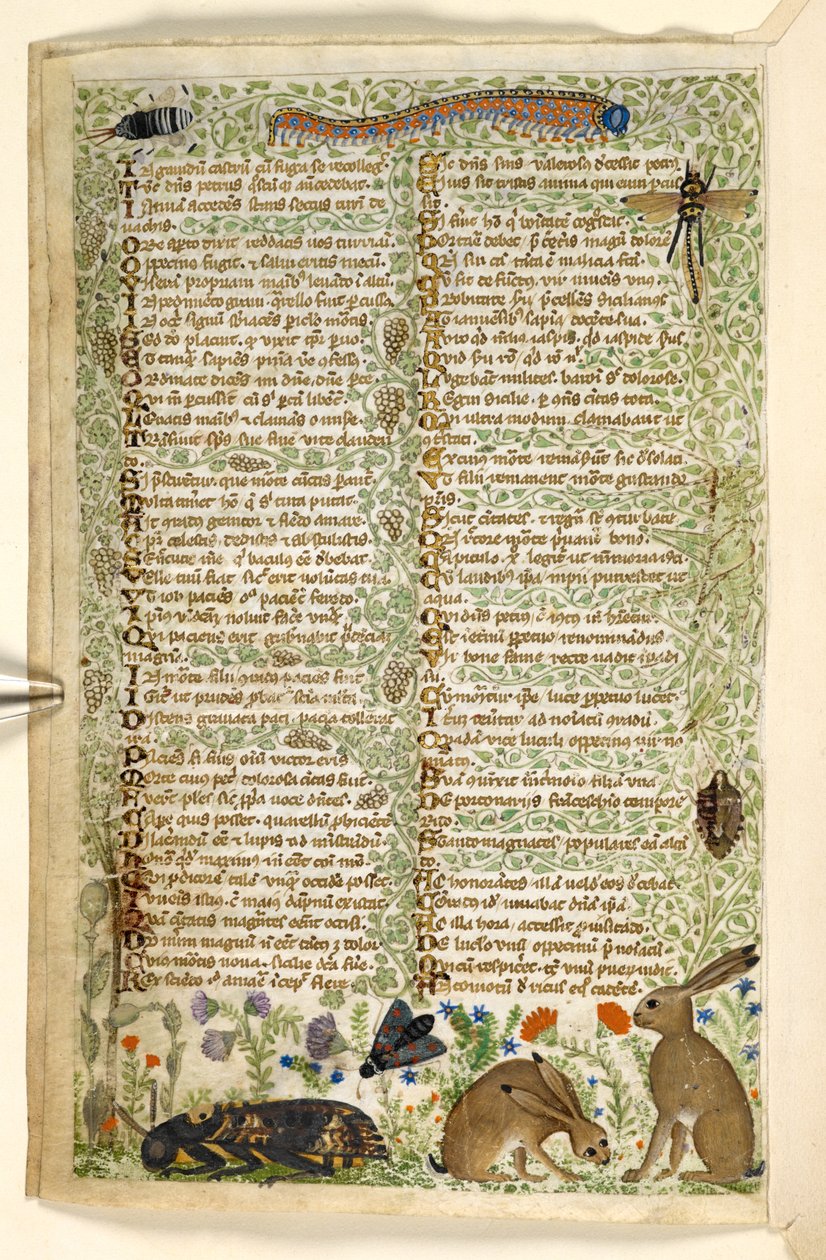Lapins et insectes, y compris une chenille, une libellule et un papillon de nuit, d